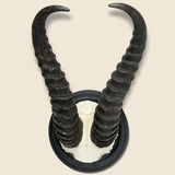 Ibex Horn Mount - Art Gallery - STAG Provisions - One & Done - Miscellaneous
