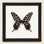 Framed Giant Swallowtail Butterfly - Vintage - STAG Provisions - One & Done - Miscellaneous